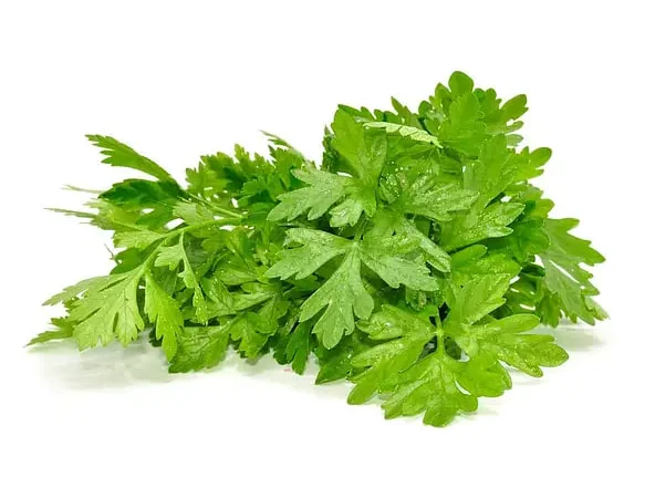 Свіжа петрушка листова від виробника - фото № 1
