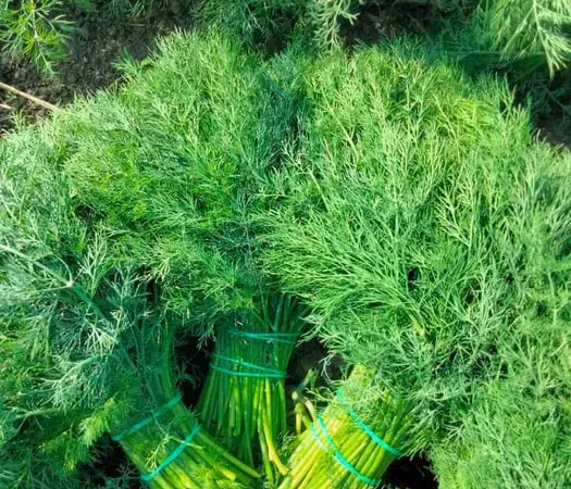 Свіжий кріп для домашньої кухні - фото № 1