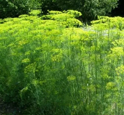 Кріп домашній, свіжий та якісний - фото № 1