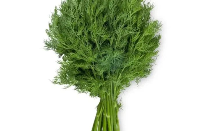 Свежий укроп на продажу - фото № 1