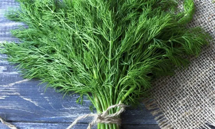 Насіння кропу Форест в продажу - фото № 1