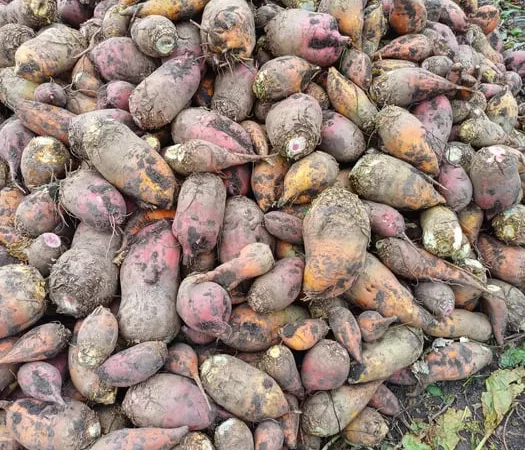 Кормовий буряк для продажу - фото № 1