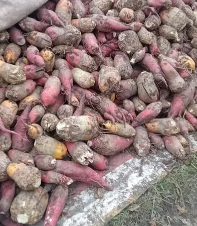 Кормовий буряк для тварин - фото № 1