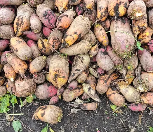 Продаж кормового буряка. Можлива доставка. - фото № 1