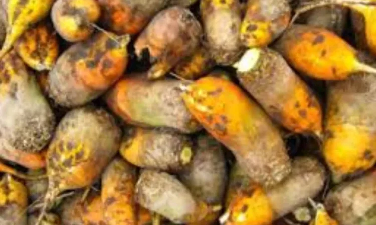 Продаю кормові буряки по 3 грн/кг - фото № 1