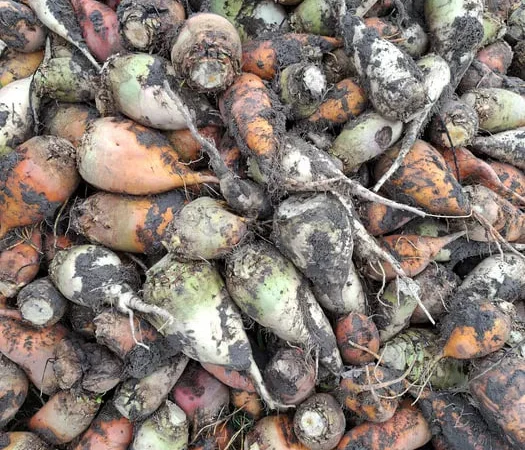 Буряк кормовий та морква для господарства - фото № 1