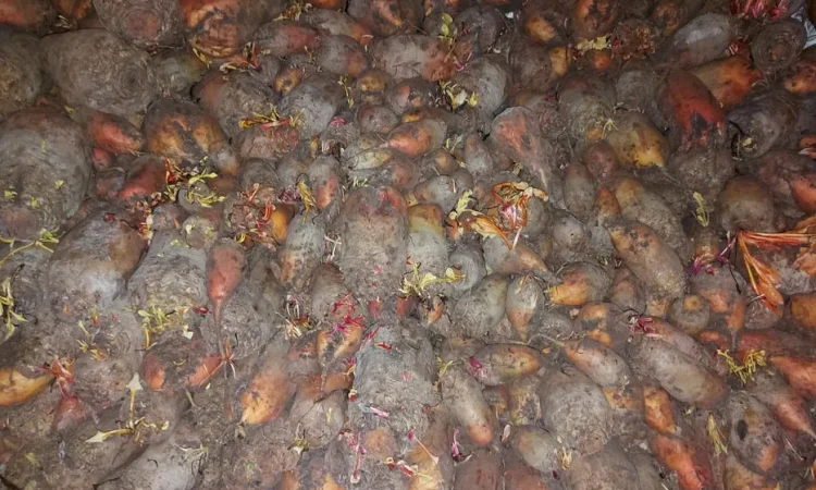 Кормовий буряк для тварин - фото № 1