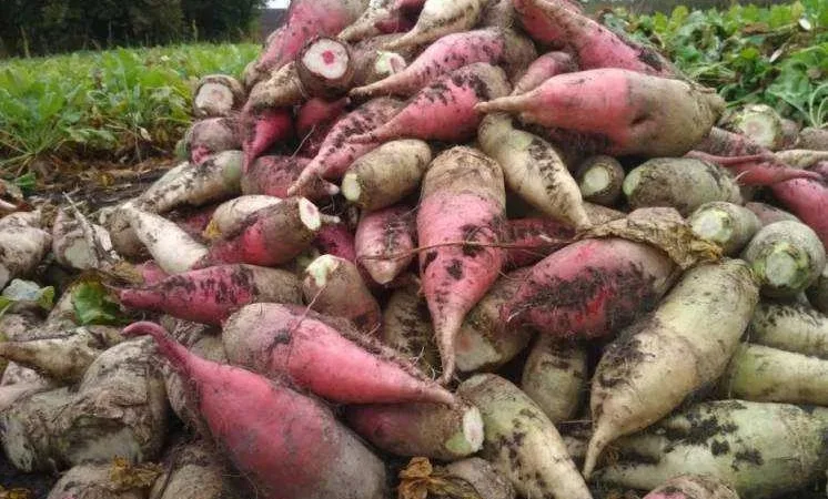 Продаж великих кормових буряків - фото № 1