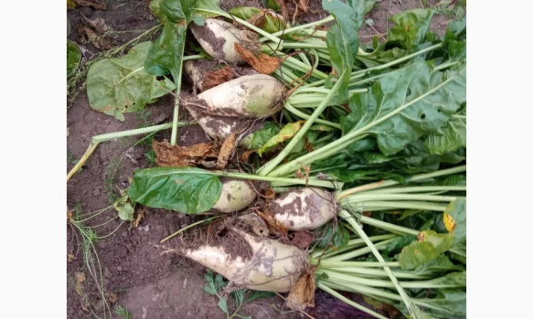 Продаж кормового буряка оптом - фото № 1