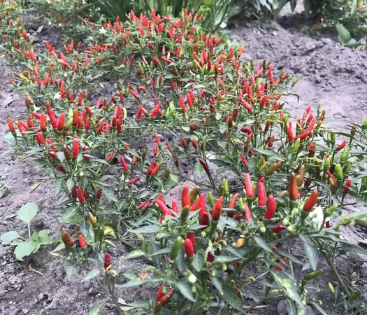 Мини перцы острые чили сухие в продаже - фото № 1