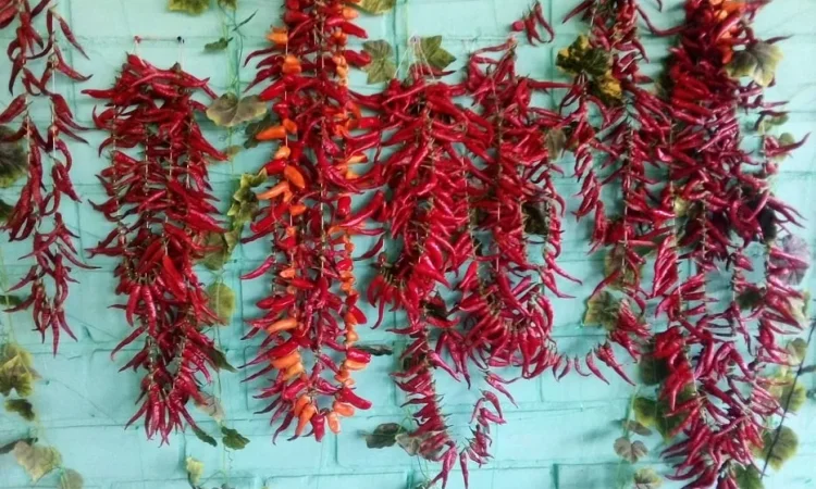 Продаю сушений перець Міні Чилі - фото № 1