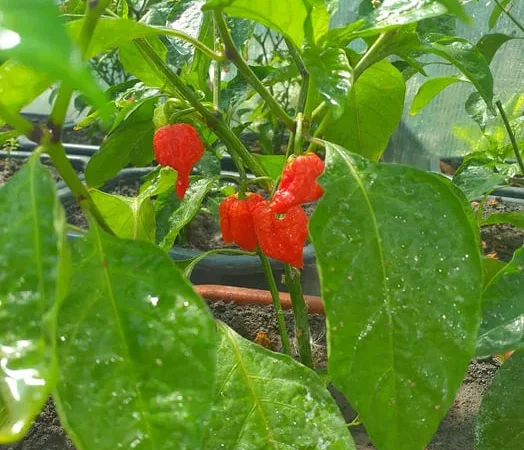 Свіжий та маринований перець Carolina Reaper - фото № 1
