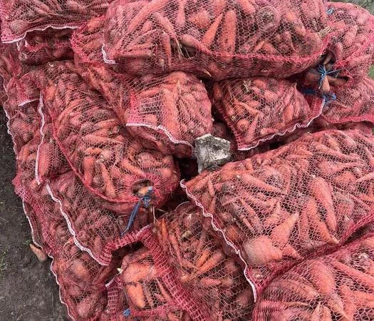 Продаж некондиційного буряка та моркви - фото № 1