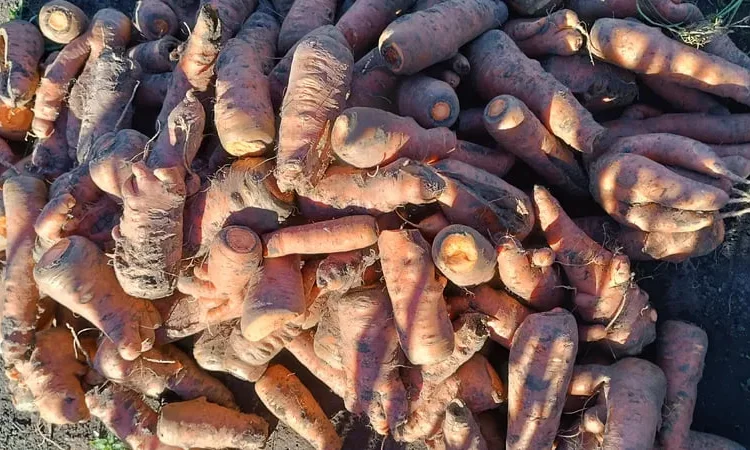 Морковь для переработки - фото № 1