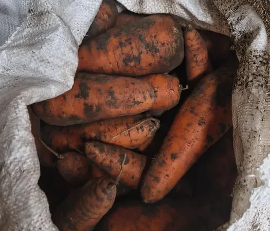 Продаю морковь оптом и в розницу - фото № 1