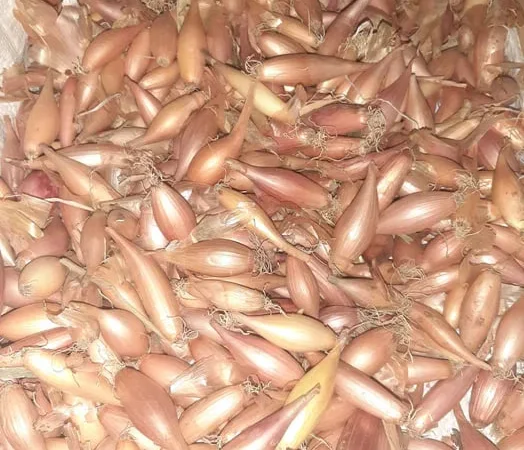 Закарпатська цибуля тиканка для посадки - фото № 1