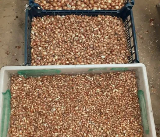 Продажа саджанців цибулі Штутгартен, Чеботарський, Сноуболл - фото № 1