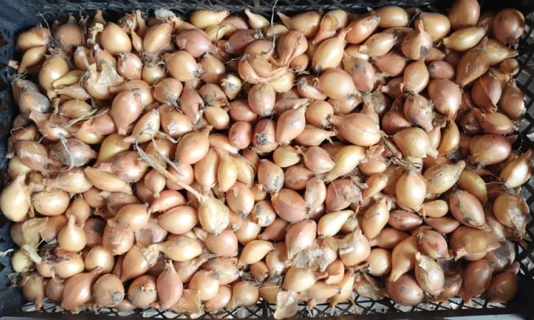 Цибуля кущовка для посадки - фото № 1