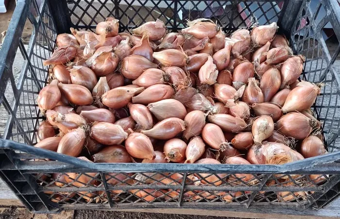 Цибуля кущовка для посадки на зелень в Полтаві - фото № 1