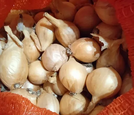 Корчуля кущівка шалот для посадки - фото № 1