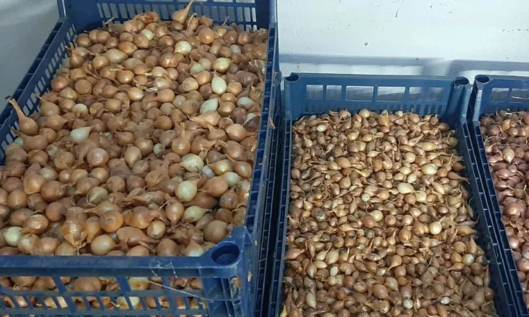 Саджанка Штутгартнен цибуля на весеннюю посадку - фото № 1