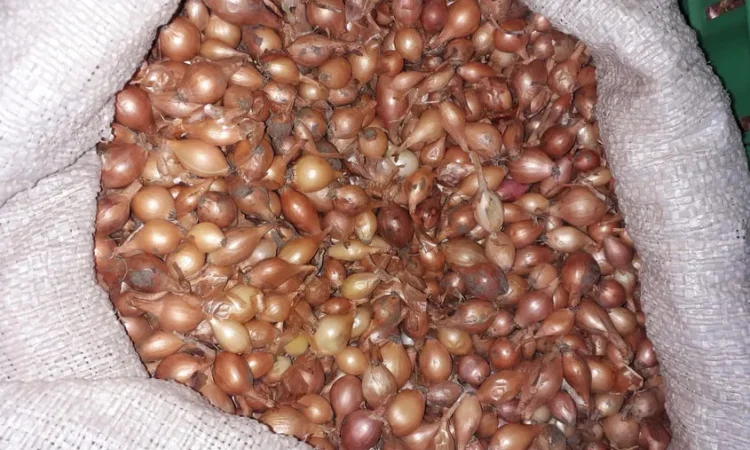 Лук севок Штутгартен и Сноуболл для посадки - фото № 1