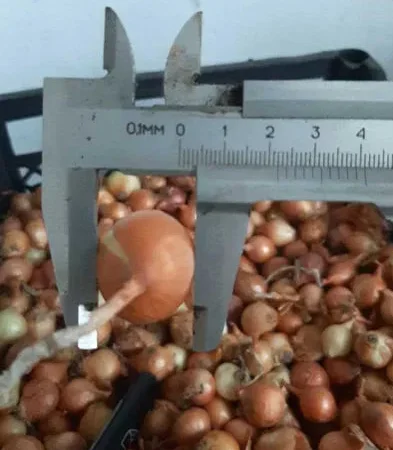 Продаю севок Штутгарт для посадки - фото № 1