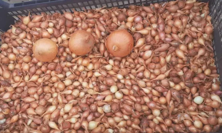 Лук севок Штутгартен Ризен оптом - фото № 1