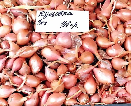 Якісна озима цибуля Кущовка на продажу - фото № 1
