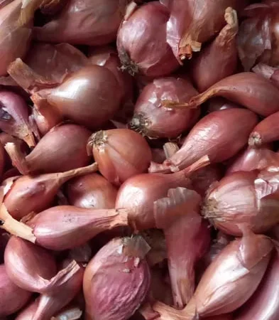 Продаж кущівки-цибулі для посадки - фото № 1