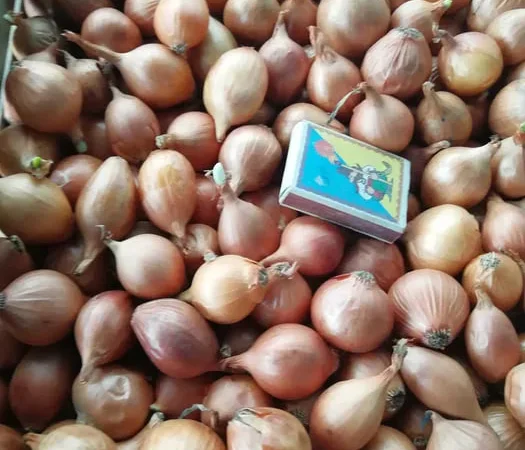 Цибуля шалот кущівка для посадки - фото № 1