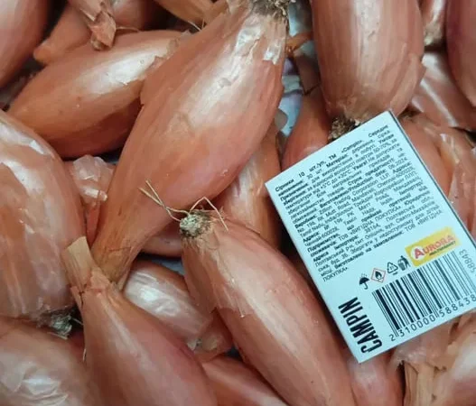 Продам Цибуля кущівка, шалот - фото № 1