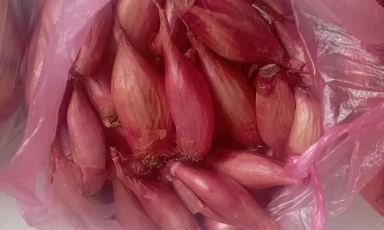 Цибуля кущівка корчуха велика, шалот на продаж - фото № 1