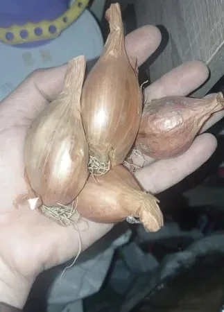 Продаж цибулі королівська сімейка - фото № 1