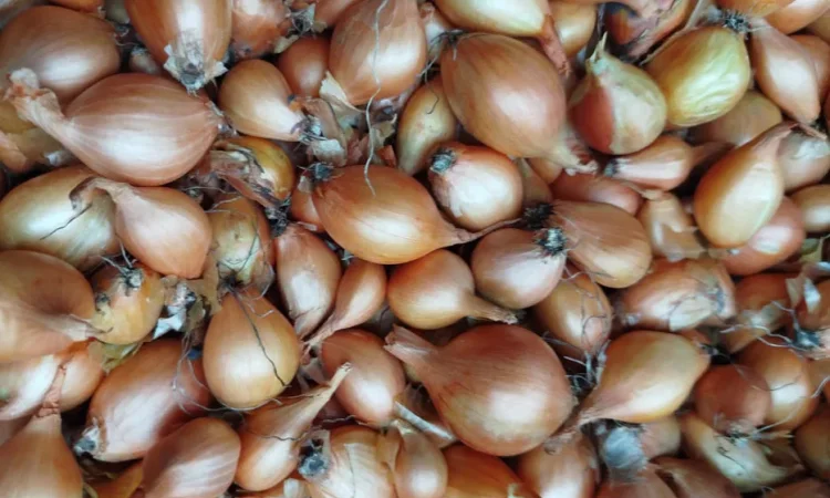 Продаж цибулі кущівки - фото № 1