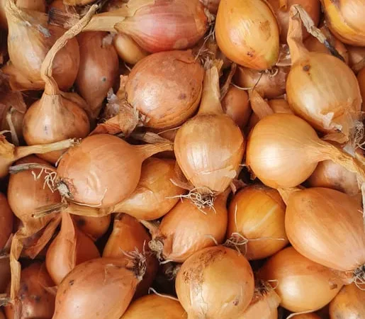 Цибуля кущівка, шалот на продаж - фото № 1