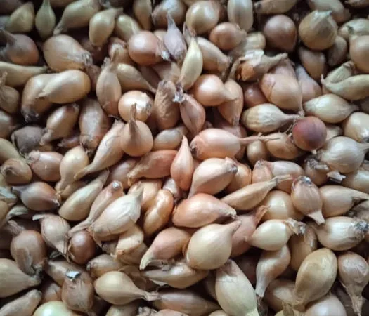 Цибуля кущівка,тиканка,шалот для посадки - фото № 1