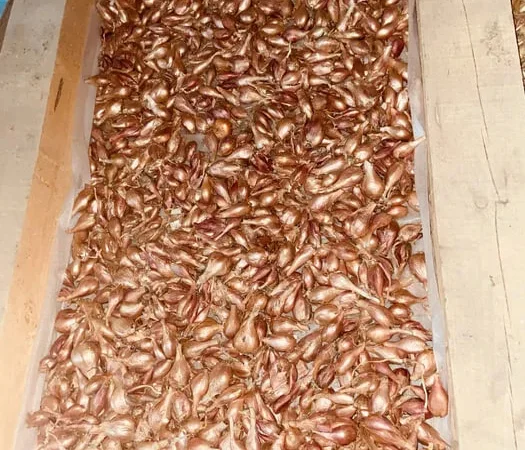 Цибуля кущівка шалот корчуха на продаж - фото № 1