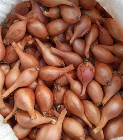 Продажа Кущівка цибулька, шалот - фото № 1