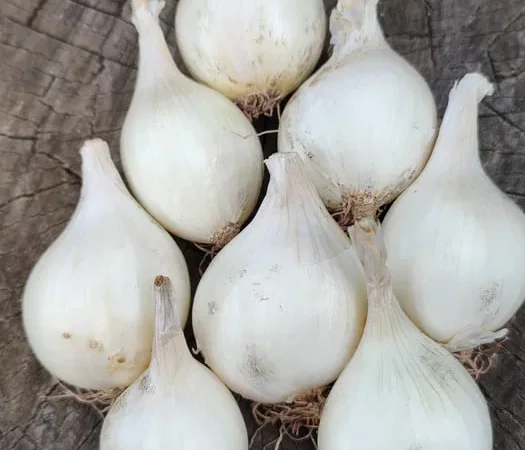 Цибуля кущівка - три сорти для посадки - фото № 1