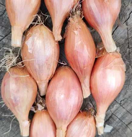 Цибуля кущівка - три сорти для посадки - фото № 3