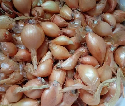 Продаж цибулин кущівки для посадки - фото № 1