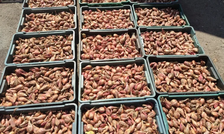 Куплю цибулю кущівку, шалот - фото № 1