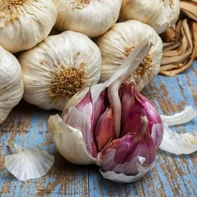 Чеснок яровой Сочинский 56 на продажу - фото № 1