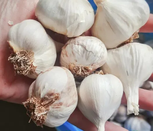 Чеснок яровой Сочинский 56 на посадку и переработку - фото № 1