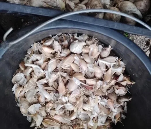 Чеснок на посадку с выбором по размеру - фото № 1