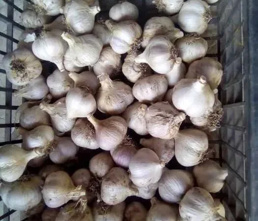 Чеснок крупний для посадки - фото № 1