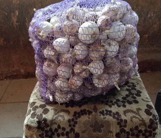 Чеснок однозубка на посадку, калибр 2-3-3 - фото № 1