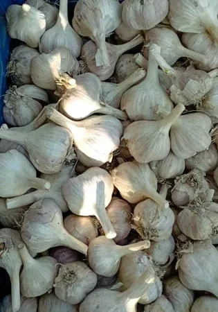 Чеснок Любаша для посадки урожай 2025 - фото № 1