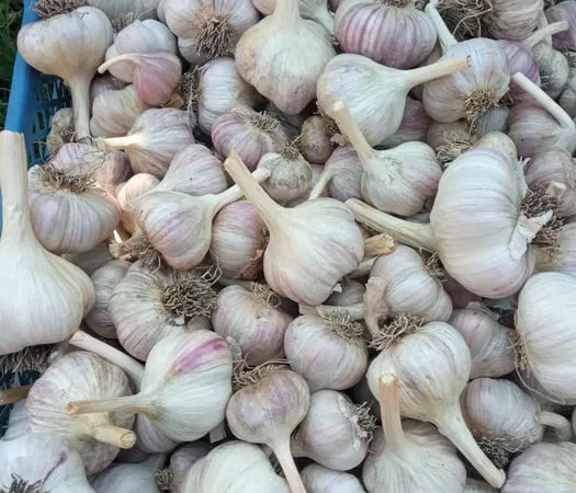 Часник сорту Любаша на посадку - фото № 1